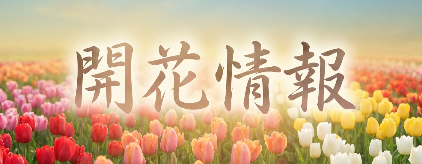 泉蔵寺花の開花情報